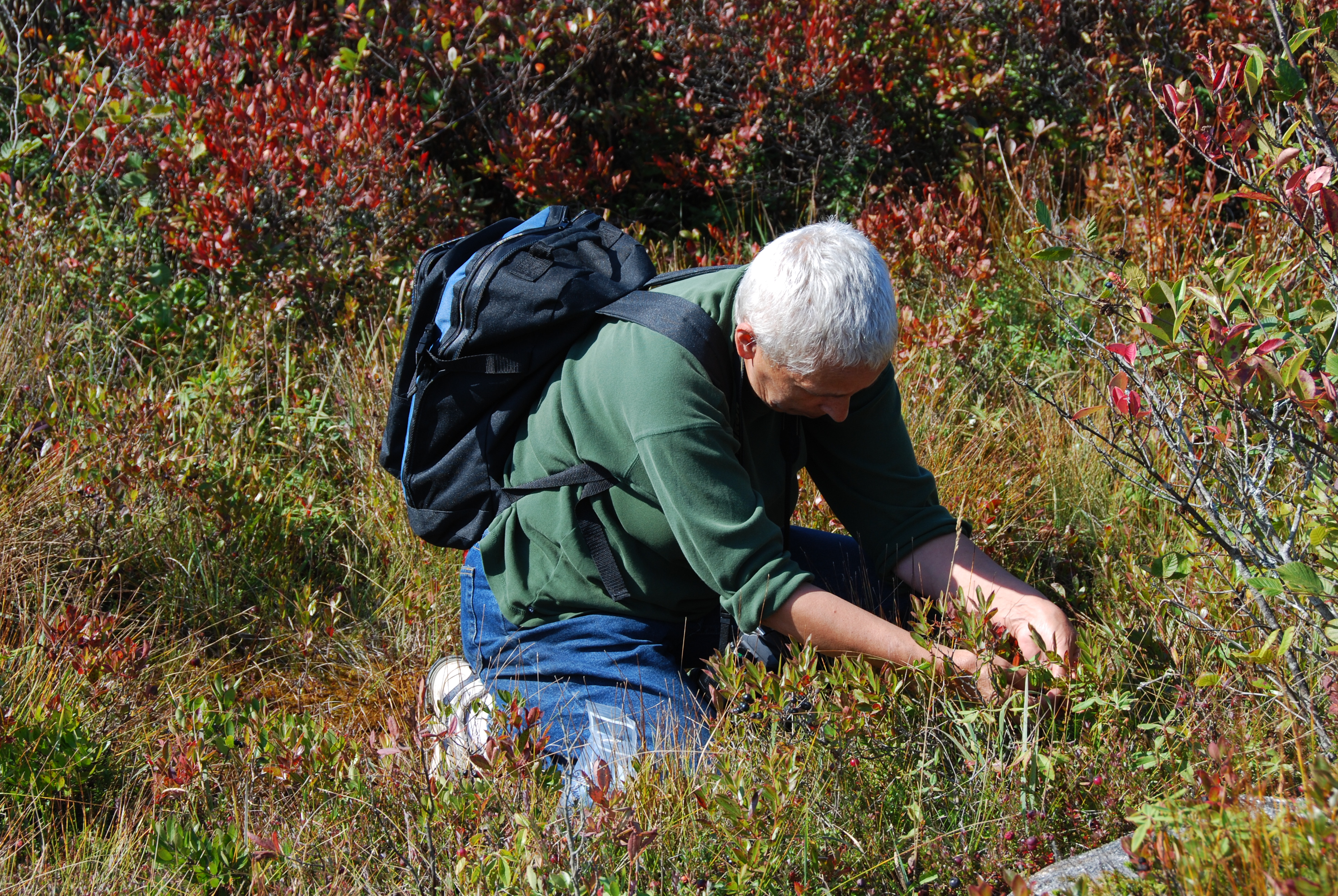 Collecting plant samples in a meadow.